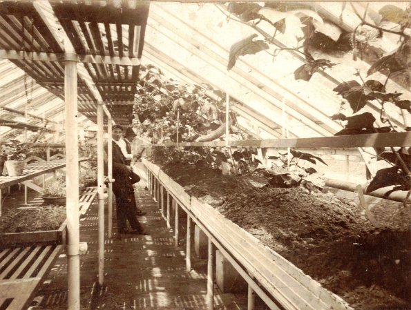 CCF_000475_neuesGewächshausHasenwinkelOpaKuhn1910