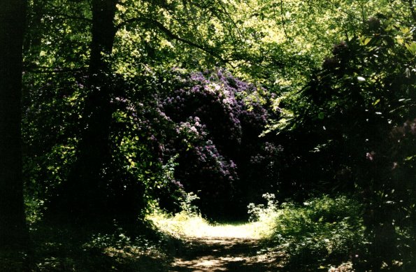 CCF_000456_hasenwinkel2001_05