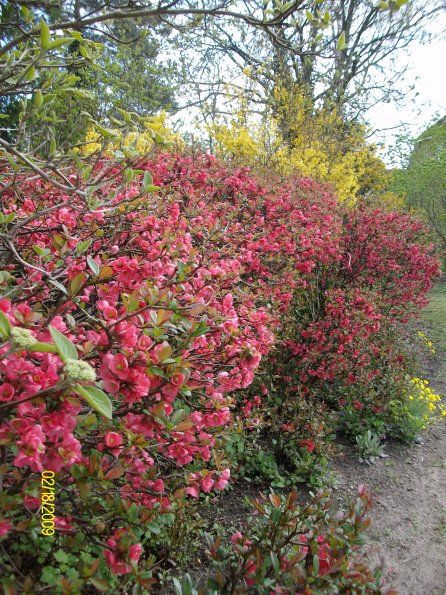 Digital Camera P42001