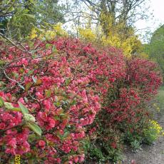 Digital Camera P42001