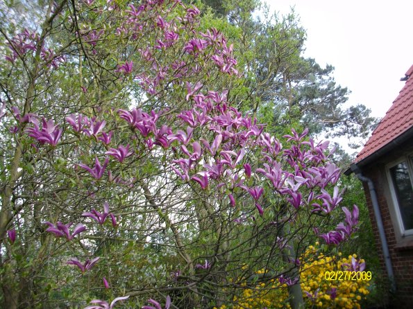 Digital Camera P42001