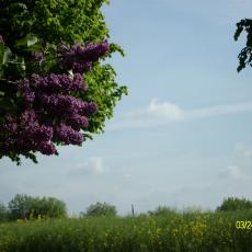 Digital Camera P42001