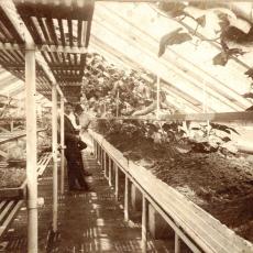 CCF_000475_neuesGewächshausHasenwinkelOpaKuhn1910