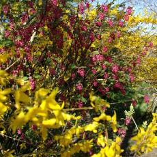 Digital Camera P42001