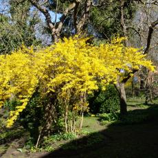 Digital Camera P42001