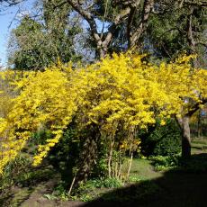 Digital Camera P42001