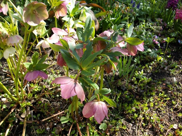 Digital Camera P42001