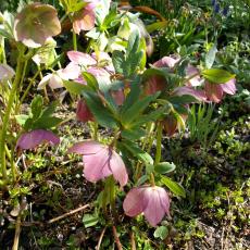 Digital Camera P42001