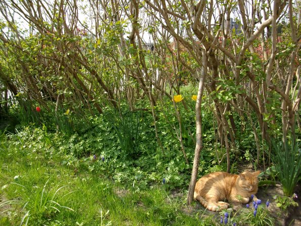 Digital Camera P42001