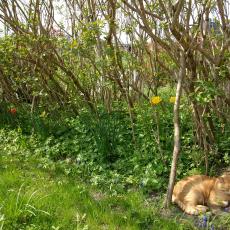 Digital Camera P42001