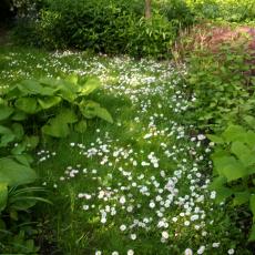 Digital Camera P42001