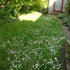 Digital Camera P42001