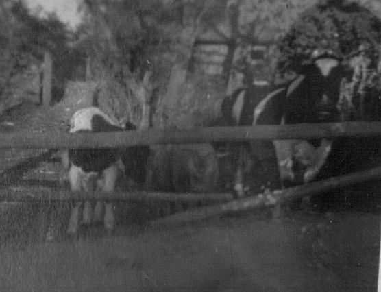 CCF_000297_LoniundBerta_unsereKühe1958