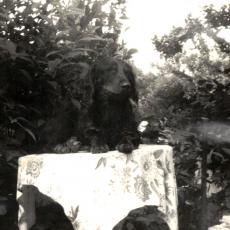 CCF_000474_Lümmel1978_02