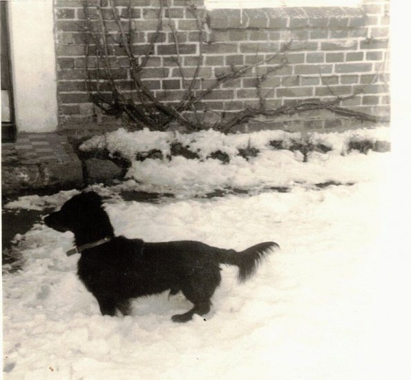 CCF_000120_Luemmel1982