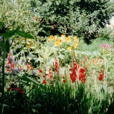 Neu_1_CCF_000347_WochenmarktWismar1991_02