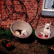 CCF_000446_Wauwackeln200