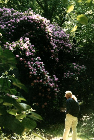 CCF_000453_Hasenwinkel2001_03