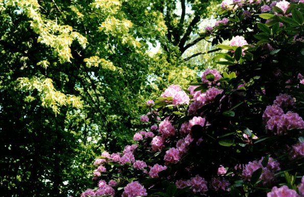 CCF_000455_Hasenwinkel2001_04