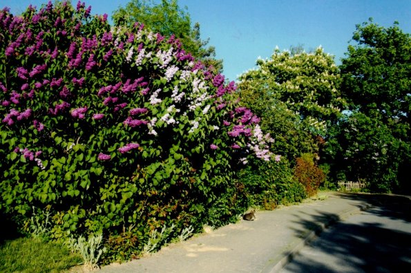 CCF_000576_lübow_2002-007