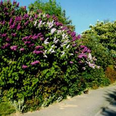 CCF_000576_lübow_2002-007