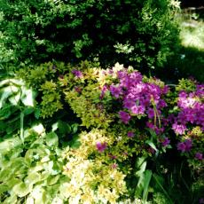 CCF_000626_garten2002