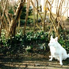 CCF_000630_frühjahr2002