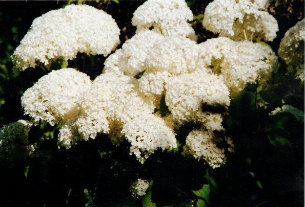 CCF_000010_garten_2004