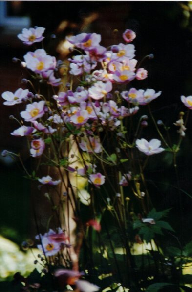 CCF_000011_garten_2004