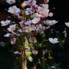 CCF_000011_garten_2004