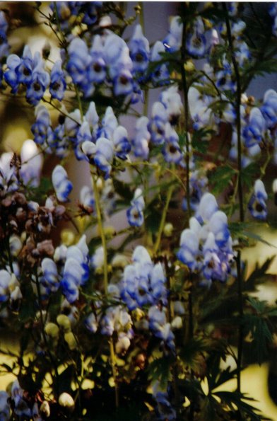 CCF_000012_garten_2004