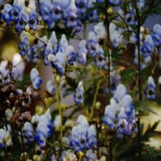 CCF_000012_garten_2004