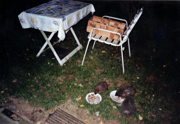 CCF_000504_Lübow_2005