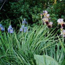 CCF_000364 Omas Garten 2006