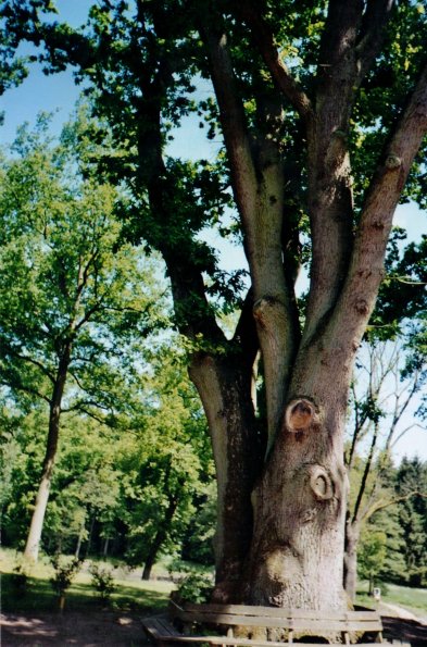 CCF_000051_Hasenwinkel_2006