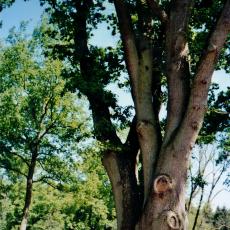 CCF_000051_Hasenwinkel_2006