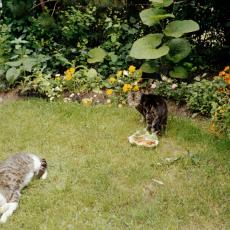 CCF_000367 Omas Garten 2006