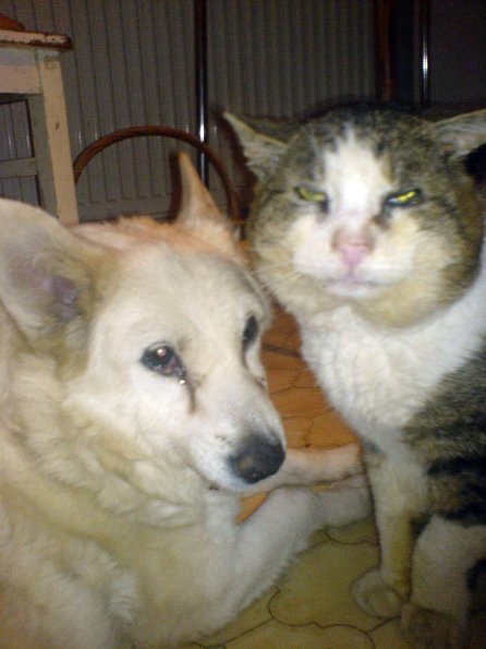 Hund und Katz 2007 Lübow