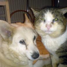 Hund und Katz 2007 Lübow