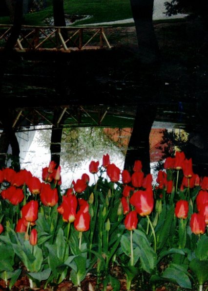 CCF_000238_SZWietow_tulpen2008