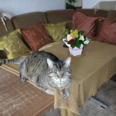 Digital Camera P42001