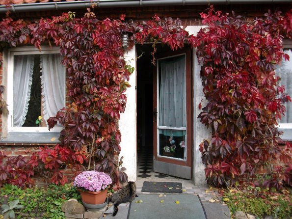 Digital Camera P42001