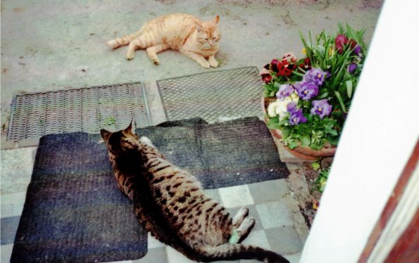 CCF_000122_mausiundjimmi2010