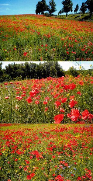 CCF_000374_Juni_Lübow_Greese_2011