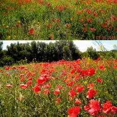 CCF_000374_Juni_Lübow_Greese_2011