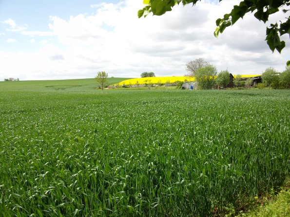 Digital Camera P42001