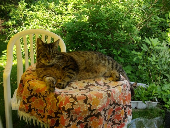 Digital Camera P42001