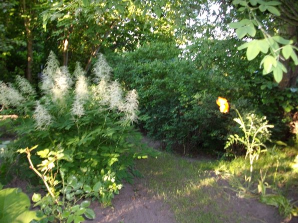 Digital Camera P42001