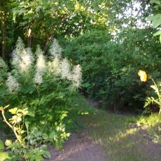 Digital Camera P42001