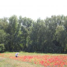 Digital Camera P42001